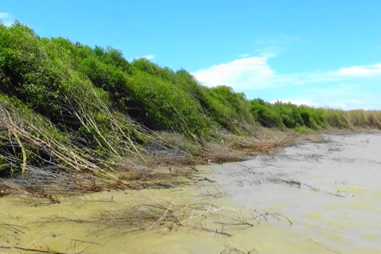 Deretan mangrove yang roboh karena hempasan gelombang di Pesisir Utara Demak. Foto: Nuswantoro/ Mongabay Indonesia