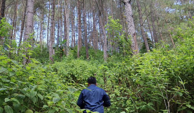 Kawasan hutan di Desa Sumberbening, Kecamatan Dongko, Kabupaten Trenggalek yang masuk dalam peta izin produksi PT. SMN. Foto: A. Asnawi/ Mongabay Indonesia