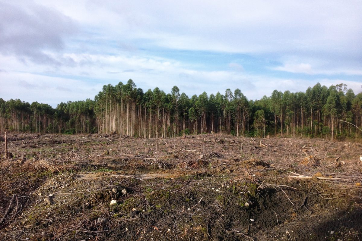 Pembersihakn hutan di konsesi TPL untuk tanam tanaman HTI, beberapa tahun lalu. Foto: Ayat S Karokaro/ Mongabay Indonesia