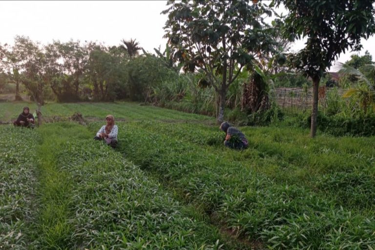 Kampug Menteng Talang Pusu, resah karena wilayah adat mereka teranca proyek Deli Megapolitan. Foto: Ayat S Karokaro/ Mongabay Indonesia