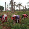 Buruh tani perempuan sedang bersihkan tanaman singkong. Dulu kebun ini tanaman sawit. Foto: Dian Wahyu Kusuma