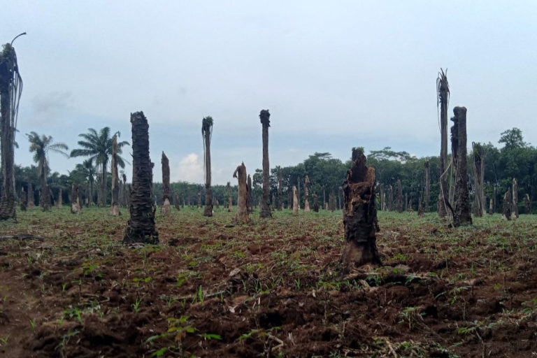 Sawit tua ditebang dan ganti tanaman lain. Foto: Lutfi Yulisa