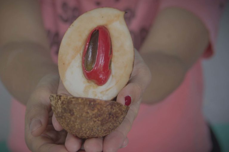 Pala Fakfak, dengan buah lonjong. Foto: Eko Rusdianto/ Mongabay Indonesia