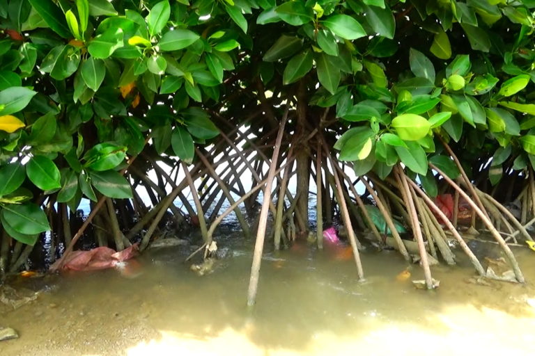 Sampah plastik di sela-sela akar mangrove. Foto: Nuswantoro/ Mongabay Indonesia
