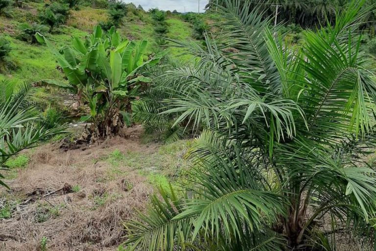 Pisang menjadi tanaman sela yang dipilih oleh Sugianto, Warga Desa Amboyo Utara, Kecamatan Ngabang, Kabupaten Landak. Pohon pisang itu ditanam di lahan sawit yang ia remajakan. Sumber foto : Pontianak Post/Siti Sulbiyah