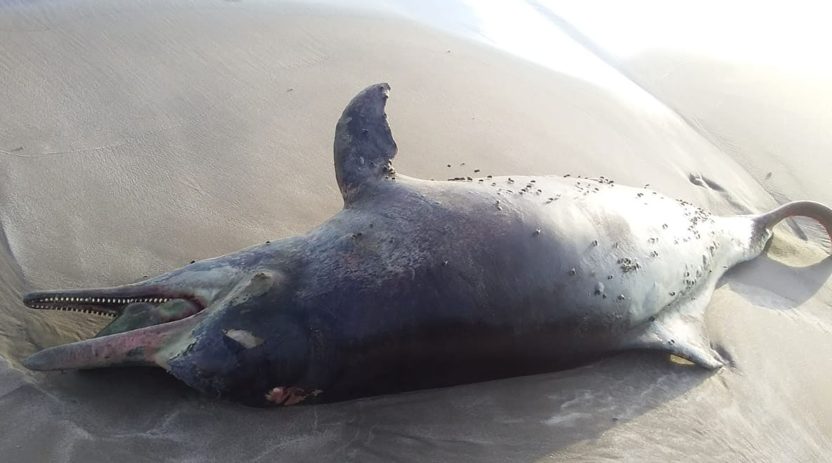 lumba-lumba bungkuk Indopasific ditemukan terdampar di Pantai Kata, Pariaman, sabtu (22/5/2021). Saat ditemukan lumba-lumba tersebut sudah mati dan memiliki luka menganga di bagian perut bawah (kelaminnya). Foto: Vinolia/ Mongabay Indonesia
