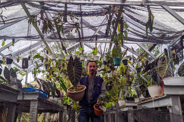 Andarias dengan beragam tanamannya, termasuk anggrek. Foto: Agus Mawan/ Mongabay Indonesia