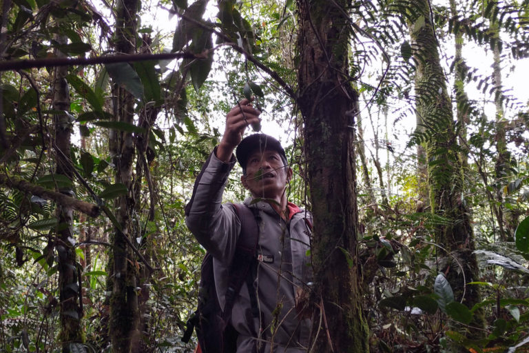 Bongalagi berburu anggrek di hutan Sumarorong/ Foto: Agus Mawan/ Mongabay Indonesia