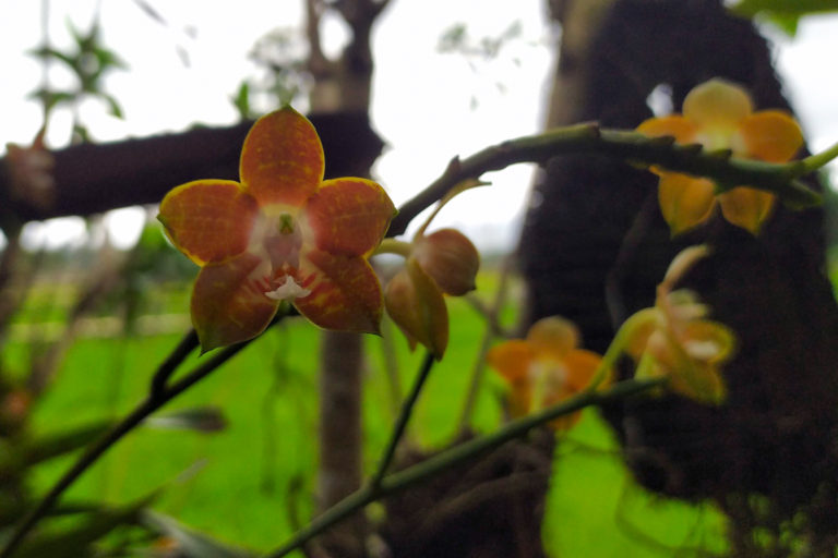 Phalaenopsis-Venosa-Agus-Mawan.