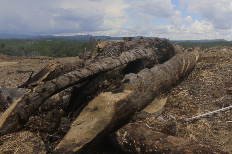 Batang sawit yang sudah dirobohkan dan dicacah di Arso. Foto: Asrida Elisabeth/ Mongabay Indonesia