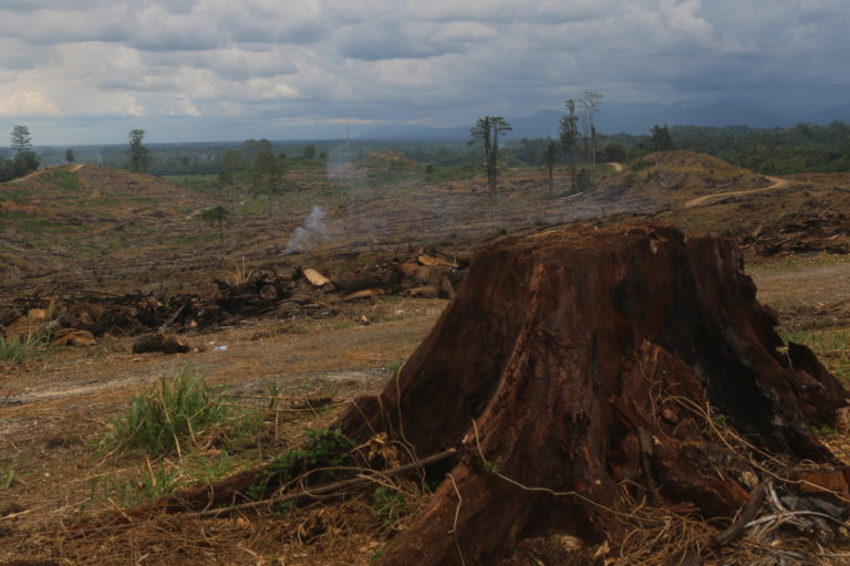 Kebun sawit yang sudah ditanami beragam menyerupai hutan di Arso. Ketika ikut program peremajaan semua tanaman itu ditebang, tak hanya sawit. Foto: Asrida Elisabeth/ Mongabay Indonesia 