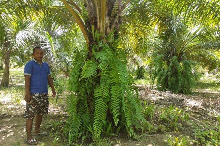 Hijrah Ipetu, petani plasma sedang melihat kebun sawit yang sudah tidak terawat lagi di Desa Pangeya Idaman, Kecamatan Wonosari, Boalemo, Gorontalo. Dia juga anggota Koperasi Pangeya Idaman. Foto: Sarjan Lahay 