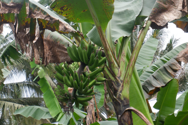 Pisang Goroho, jenis pisang yang banyak ditanam petani Tobaru. Foto: M Ichi/ Mongabay Indonesia