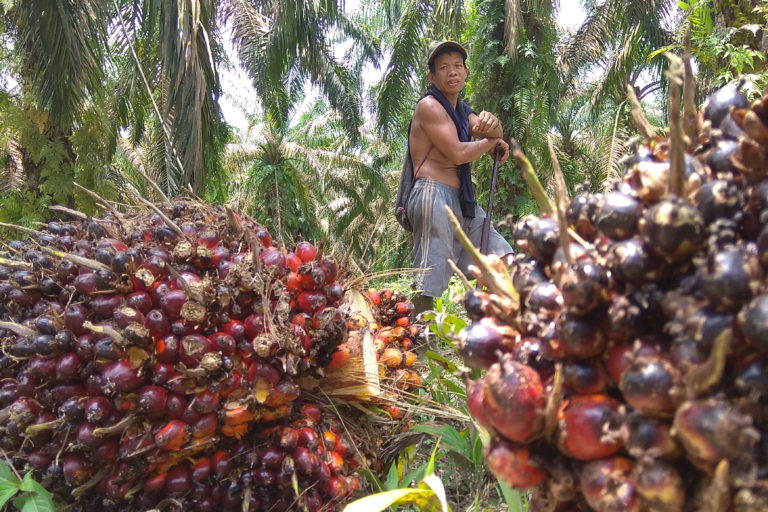 Pekerja tengah panen sawit perusahaan. Foto: Yitno Suprapto/ Mongabay Indonesia