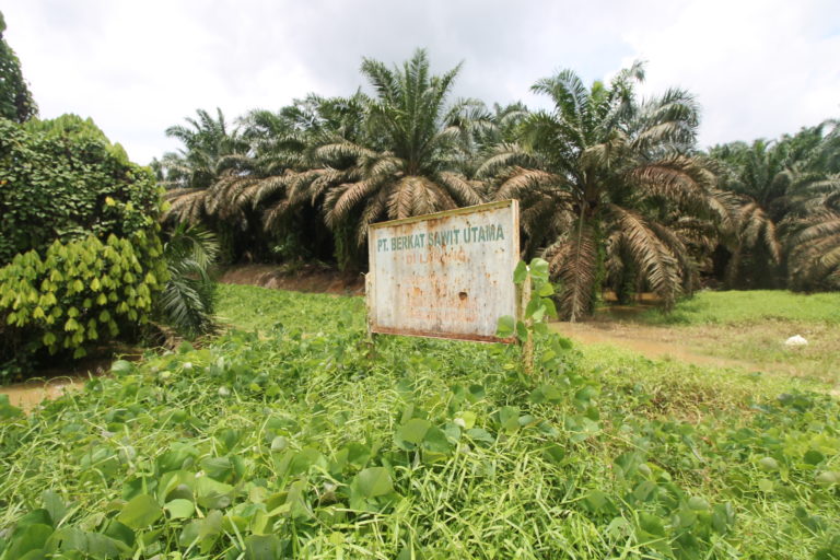 Kebun sawit perusahaan. Foto: Fahmi