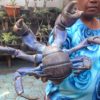 Seorang ibu memperlihatkan kepiting kelapa (Birgus latro) disalah satu warung makan di kota Ternate, Maluku Utara. Kepiting ini makin langka karena perburuan untuk dimakan. Foto : Akhyari Hananto