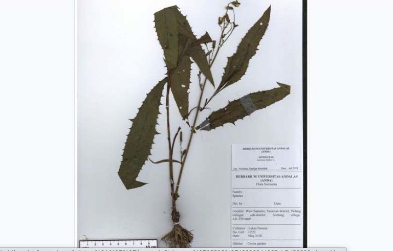 Lactuca indica L., satu spesimen digital Gerbarium Anda. Foto: dari laman Herbarium Anda