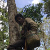 Ganjang, memakai alat bantu memanjat pohon menderes getah kemenyan, Desa Pandumaan. Foto: Barita News Lumbanbatu/ Mongabay Indonesia