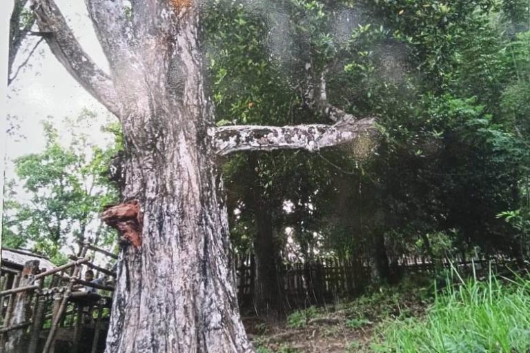Cengkih afo generasi kedua, pohon sudah masih pada 2000-an. Foto: Mahmud Ichi/ Mongabay Indonesia