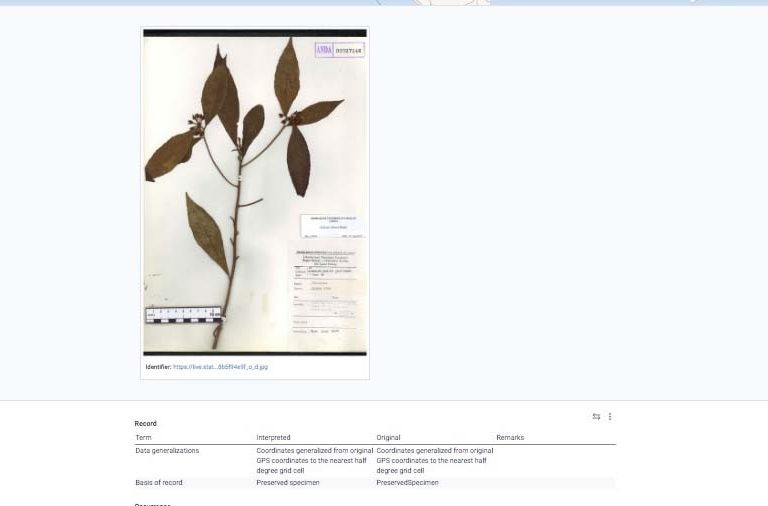Tampilan specimen di Herbarium Anda secara digital. Foto: dari laman Herbarium Anda 
