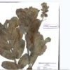 Tampilan spesimen digital dari Herbarium Anda. Foto: dari laman Herbarium Anda