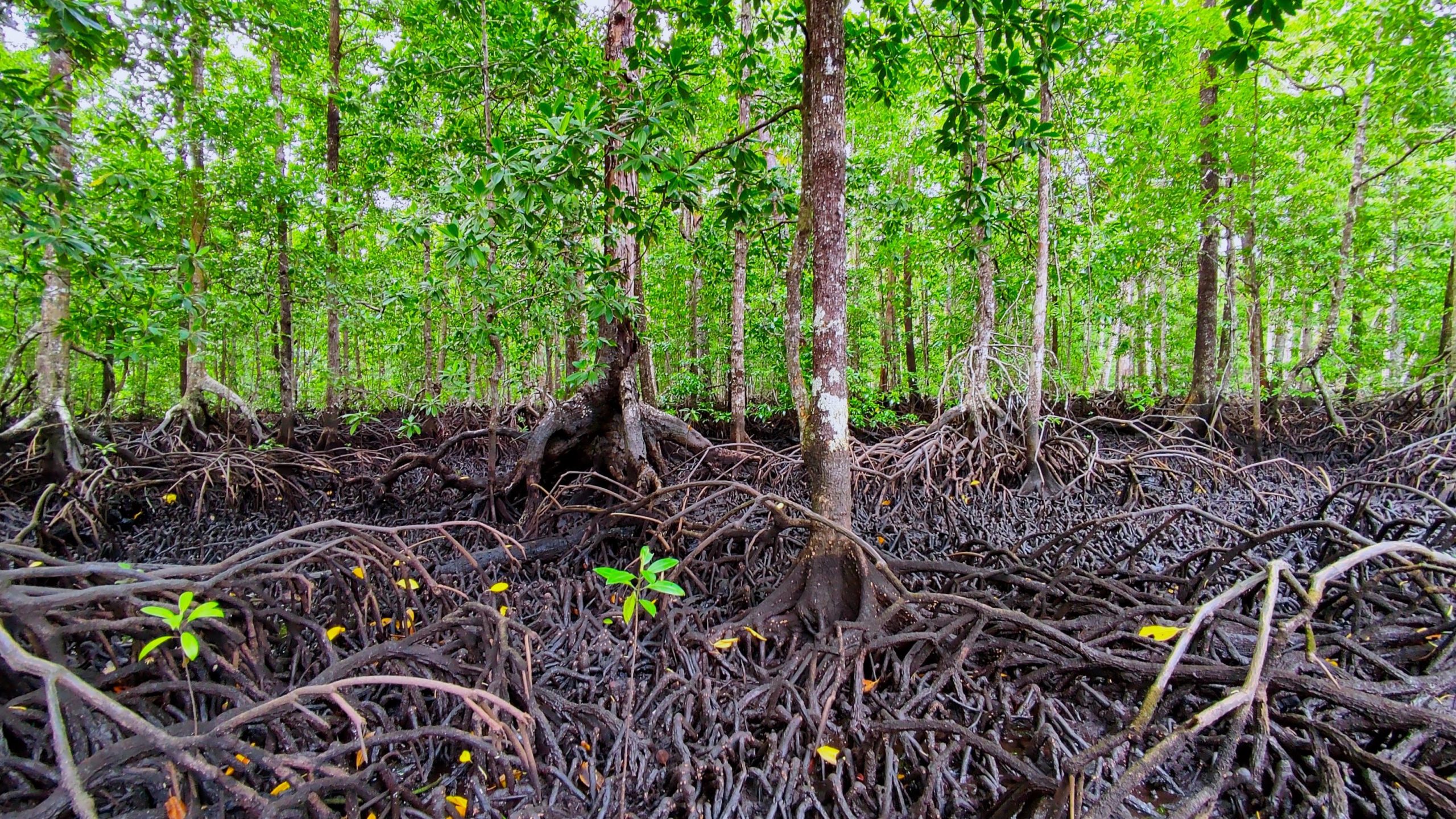 Upaya Konservasi Hutan Mangrove Dapat Dilakukan Dengan Cara - Homecare24