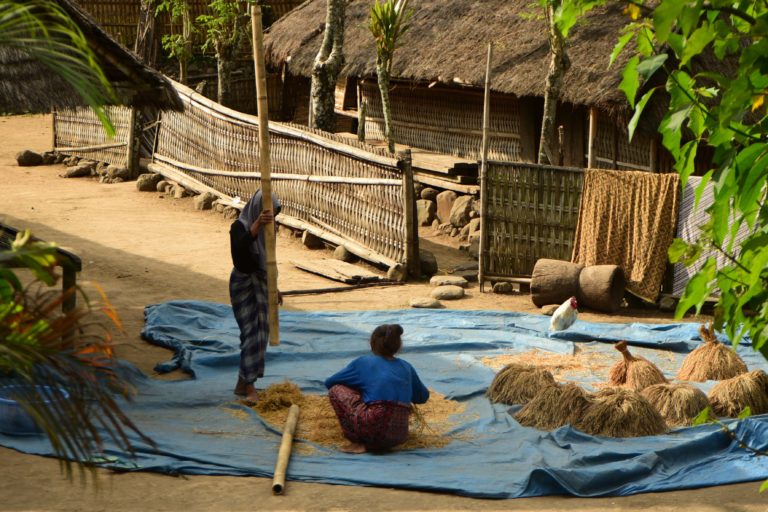 Warga Dusun Desa Beleq, Desa Gumantar merontohkkan padi dari tangkainya. Selanjutnya padi itu akan ditumbuk di lesung menjadi beras. Kini, padi sering dibawa ke penggilingan padi yang keliling kampung. Foto: Fathul Rakhman/Mongabay Indonesia