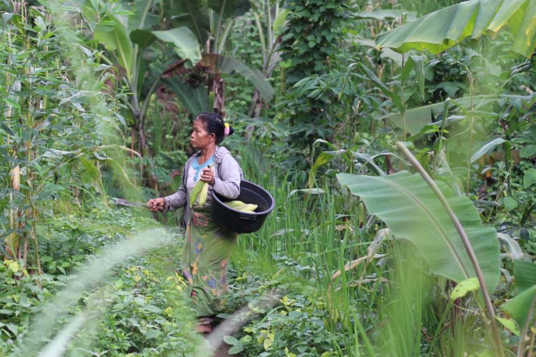 Seorang perempuan panen jagung di kebun, tampak berbagai jenis tanaman yang ditaman, seperti padi bulu, lebui (kacang undis), tojang (keladi),pisang, kacang tanah, cabai. Kebun yang beragam menjadi bukti kebutuhan pangan bisa dipenuhi sepenuhnya secara mandiri. FotoL Fathul Rakhman/Mongabay Indonesia