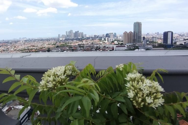 Kebun di atap gedung, bisa menambang ruang hijau. Foto: Sapariah Saturi/ Mongabay Indonesia
