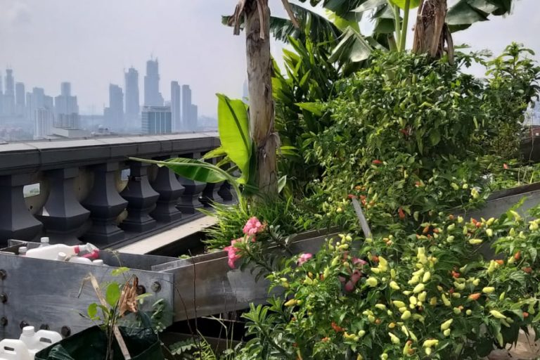 Kebun di atap, salah satu alternatif menambah ruang hijau di perkotaan. Foto: Sapariah Saturi/ Mongabay Indonesia