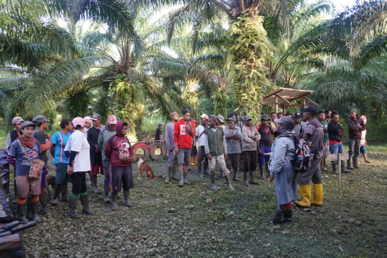 Para pekerja kebun sawit PT Tandan Sawita Papua. Foto: Asrida Elisabeth/ Mongabay Indonesia