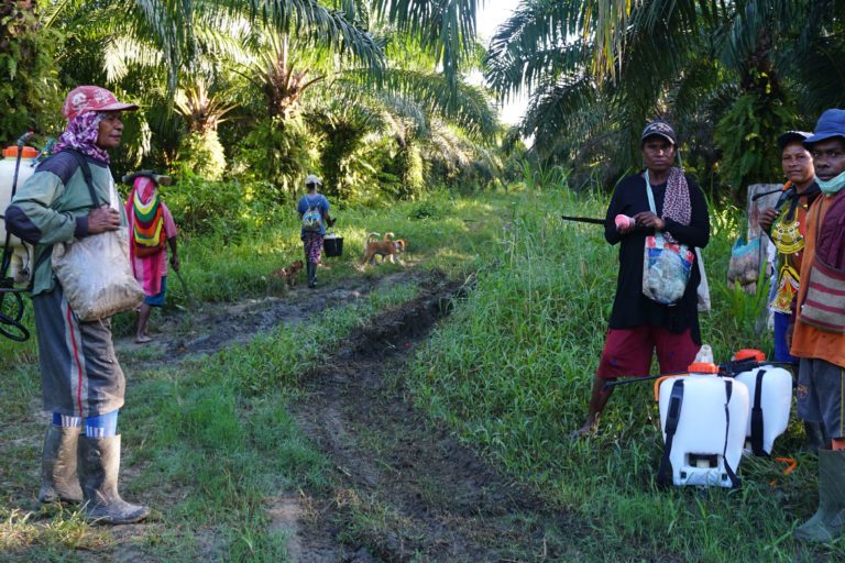 Para buruh sawit PT Tandan Sawita Papua di Keerom, bersiap memulai pekerjaan di kebun. Foto: Asrida Elisabeth/ Mongabay Indonesia