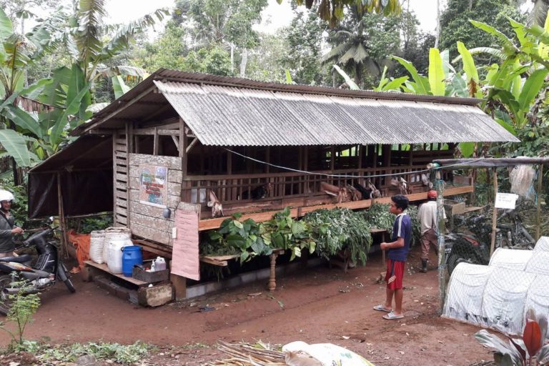 Selain bertani kopi, petani juga piara kambing. Kotoran kambing, bisa jadi pupuk organik bagi tanaman kopi. Foto: Eko Widianto/ Mongabay Indonesia