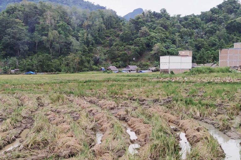 Sawah dan padi yang tak bisa panen. Foto: Agus Mawan/ Mongabay Indonesia
