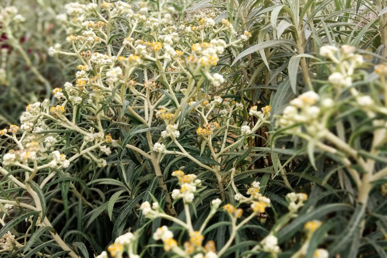 Edelweiss atau yang populer disebut Bunga Abadi di lokasi budidaya di Wonokitri yang tumbuh subur.