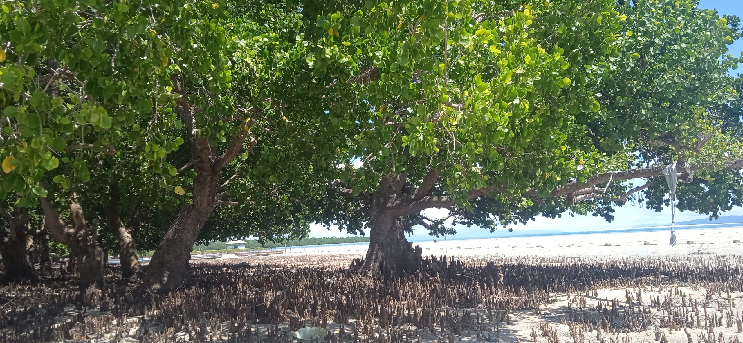 Mangrove jeni Sonneratia sp di Desa Tuwabi/ Mongabay Indonesia.