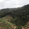 Hutan adat Laman Kinipan, yang berubah jadi kebun sawit skala besar. Foto:Meta Septalisa