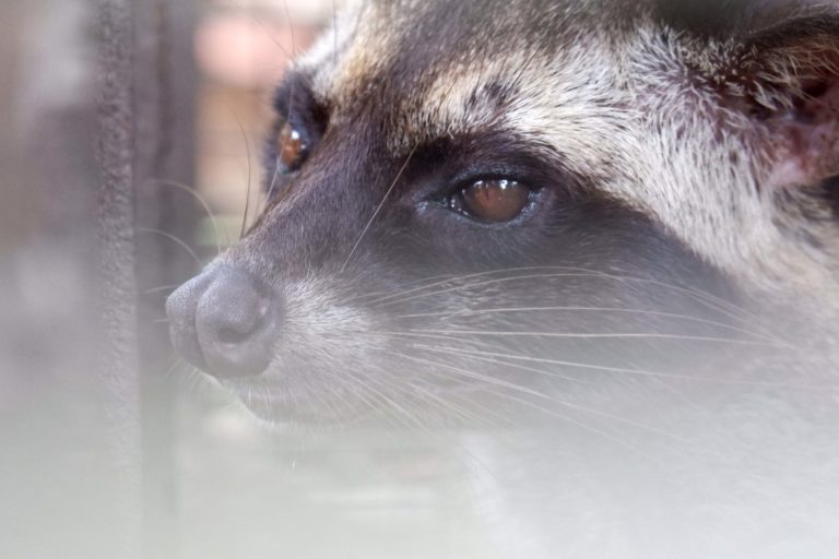 Musang, satu dari ratusan satwa yang tersisa di Hutan Wisata Mata Kucing. Foto: Yogi Eka Sahputra/ Mongabay Indonesia