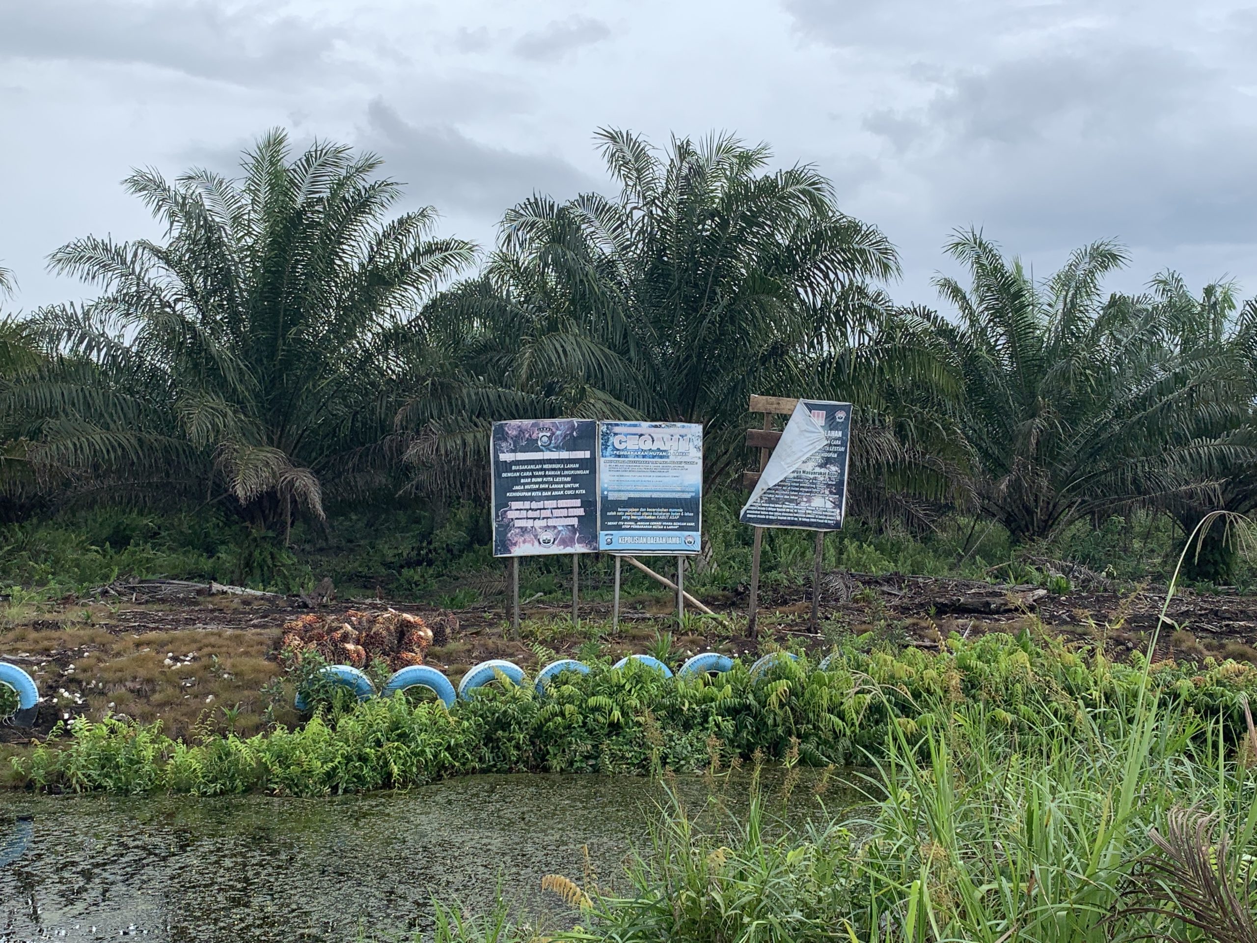 Kebun sawit di konsesi PT RKK, yang terbakar pada 2019. Foto: Yitno Suprapto/ Mongabay Indonesia