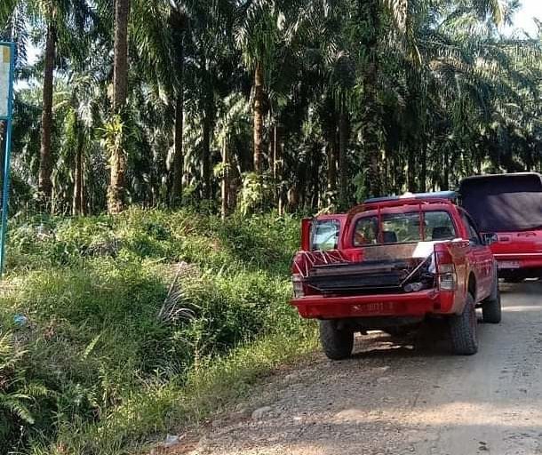 Evakuasi Harimau Sipogu dari area perkebunan sawit ke Lembaga Konservasi Taman Marga Satwa Budaya Kinantan (TMSBK) Bukittinggi untuk mendapatkan perawatan dan pemeriksaan secara medis dan perilaku sebelum dilepasliarkan ke habitat alaminya. Vinolia/ Mongabay Indonesia.