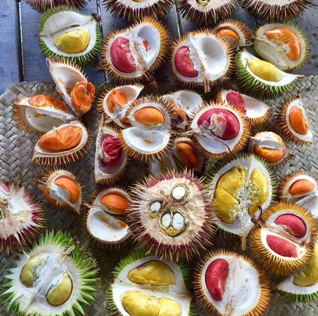 Beragam jenis durian dari Kalimantan. Foto: Isen Mulang/@cehlos