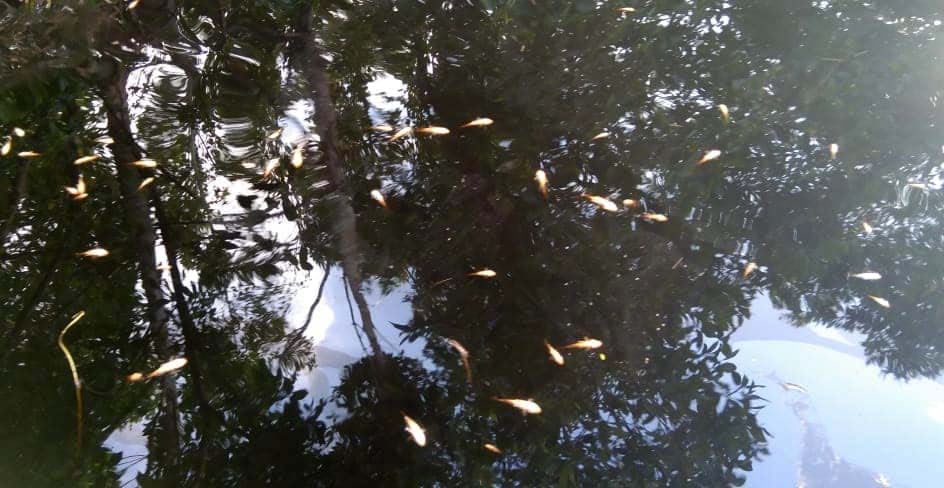 Ikan mati terapung di Sungai Siliha, diduga dampak limbah dari pabrik sawit yang berada tak jauh dari situ. Foto: dokumen warga