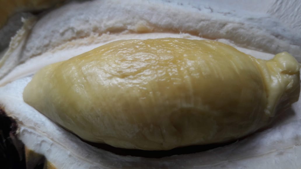 Satu jenis durian Kalbar. Fpto: Sapariah Saturi/ Mongabay Indonesia