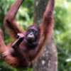 Orangutan Kalimantan di Sabah. Foto: Rhett Butler/ Mongabay