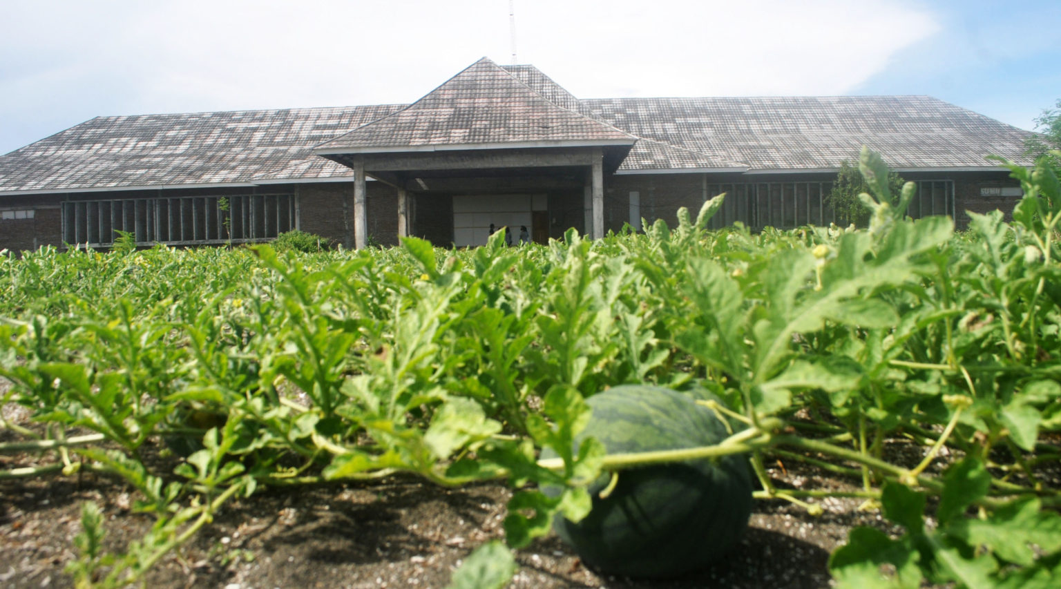 Kantor JMI di Karangwuni yang dikelilingi lahan pertanian dengan tanaman samangka subut masyarakat. Foto: Lusia Arumingtyas/ Mongabay Indonesia