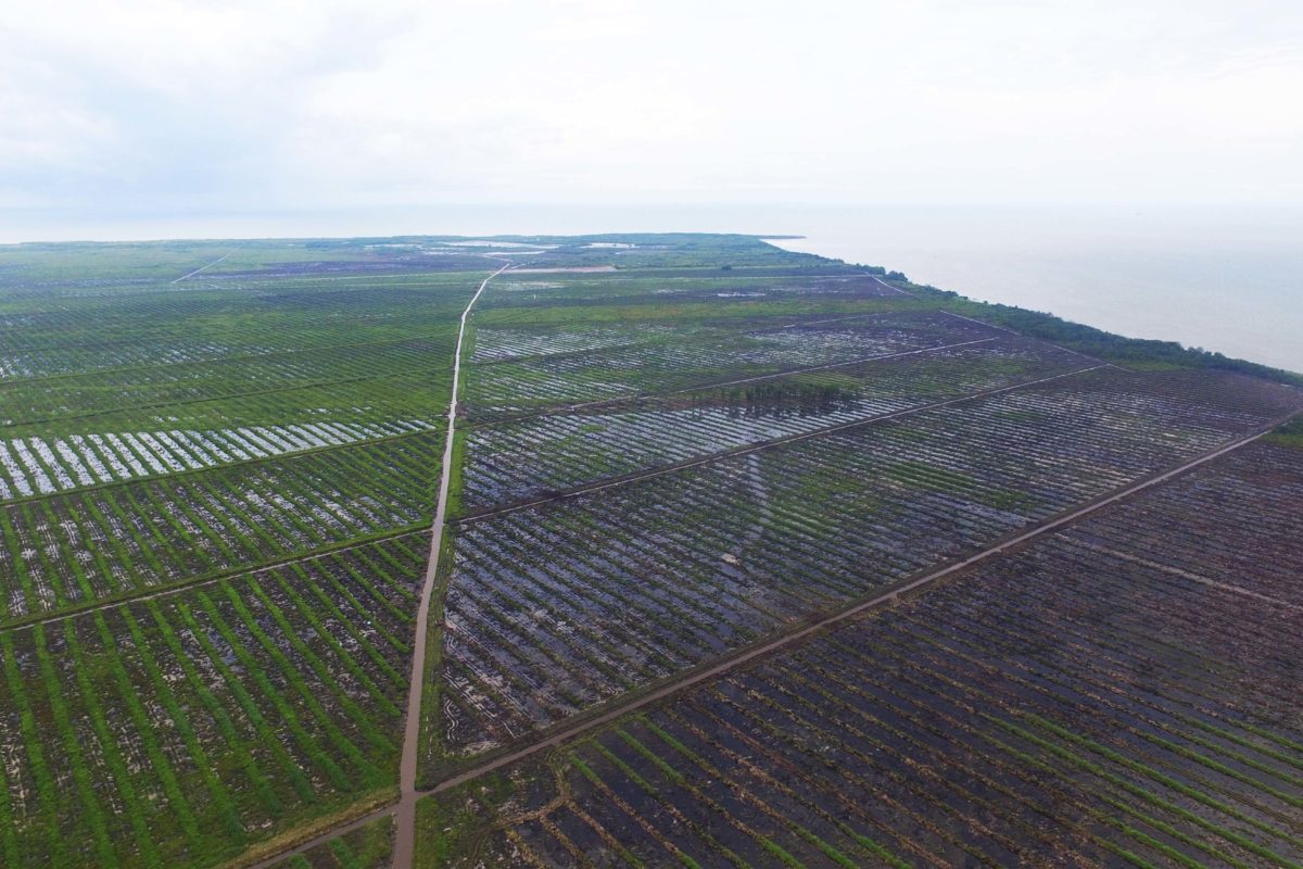 Konsesi kebun sawit PT Kumai Sentosa di bagian selatan dan dekat ke pantai, di ujung Tanjung Puting, Agustus 2020. Foto: Budi Baskoro/ Mongabay Indonesia