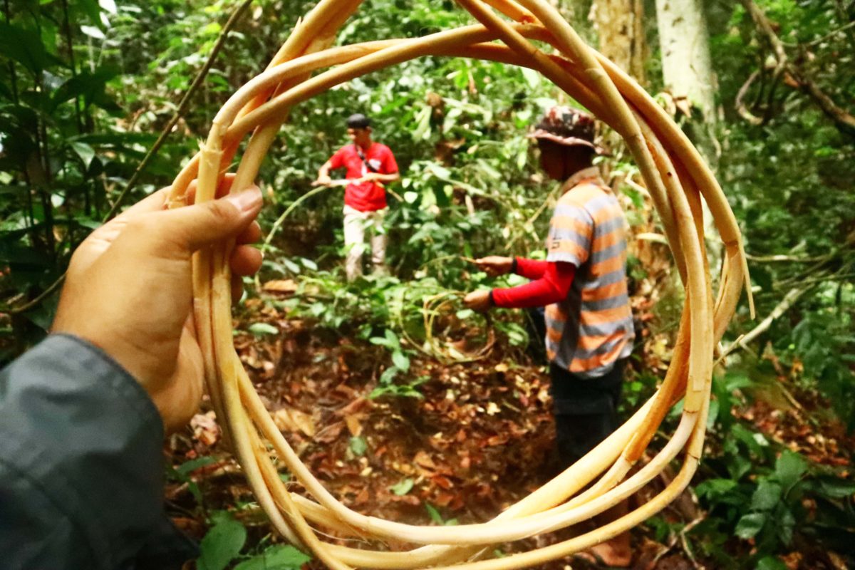 Foto utama: Rotan, salah satu hasil hutan bukan kayu dari Nagari Paru. Foto: Jaka HB/Mongabay Indonesia