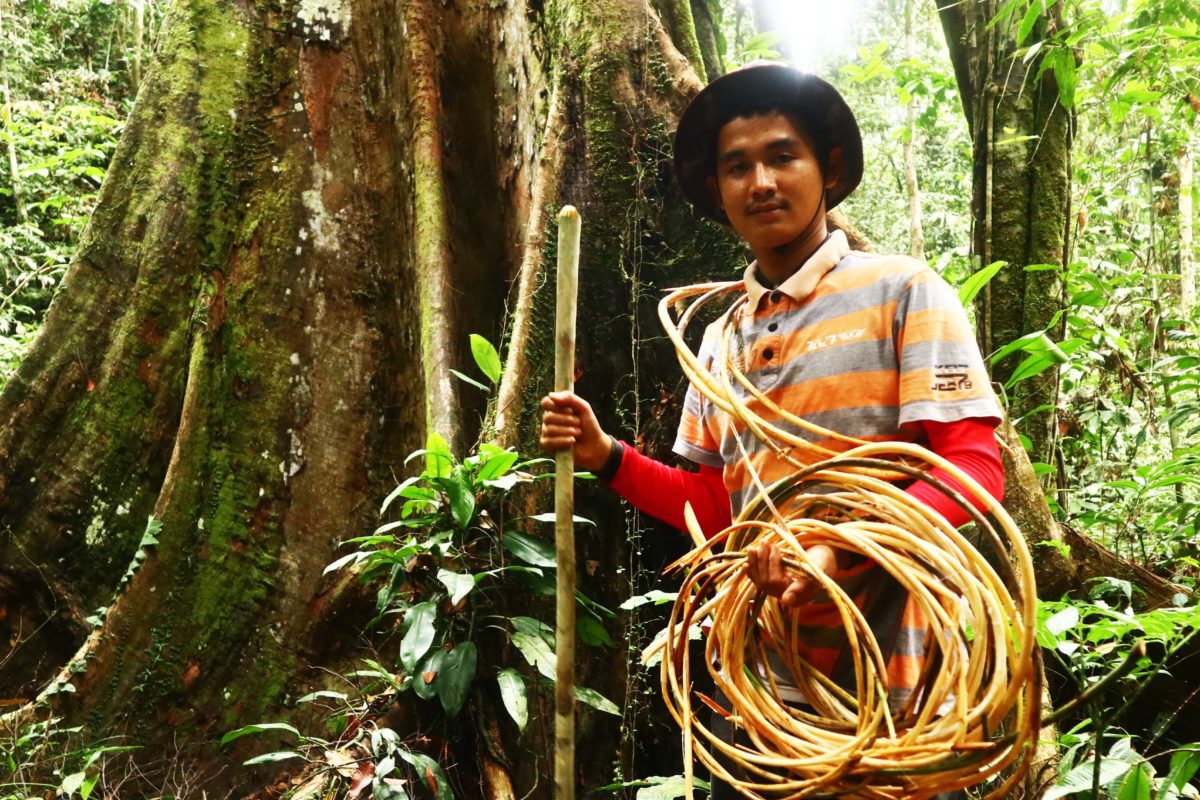 Ilhendra Gunawan, pemuda Nagari Paru, mencari rotan di hutan. Foto: Jaka HB/ Mongabay Indonesia