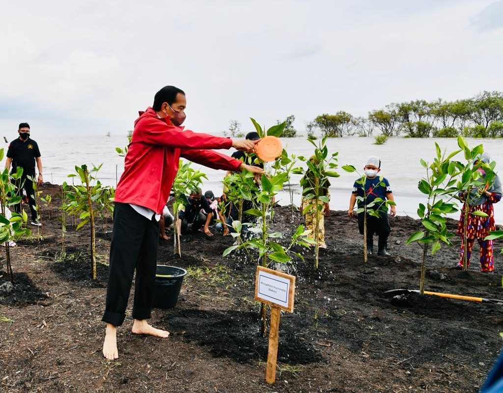 Presiden Jokowi tanam mangrove di Bengkalis. Foto: KLHK