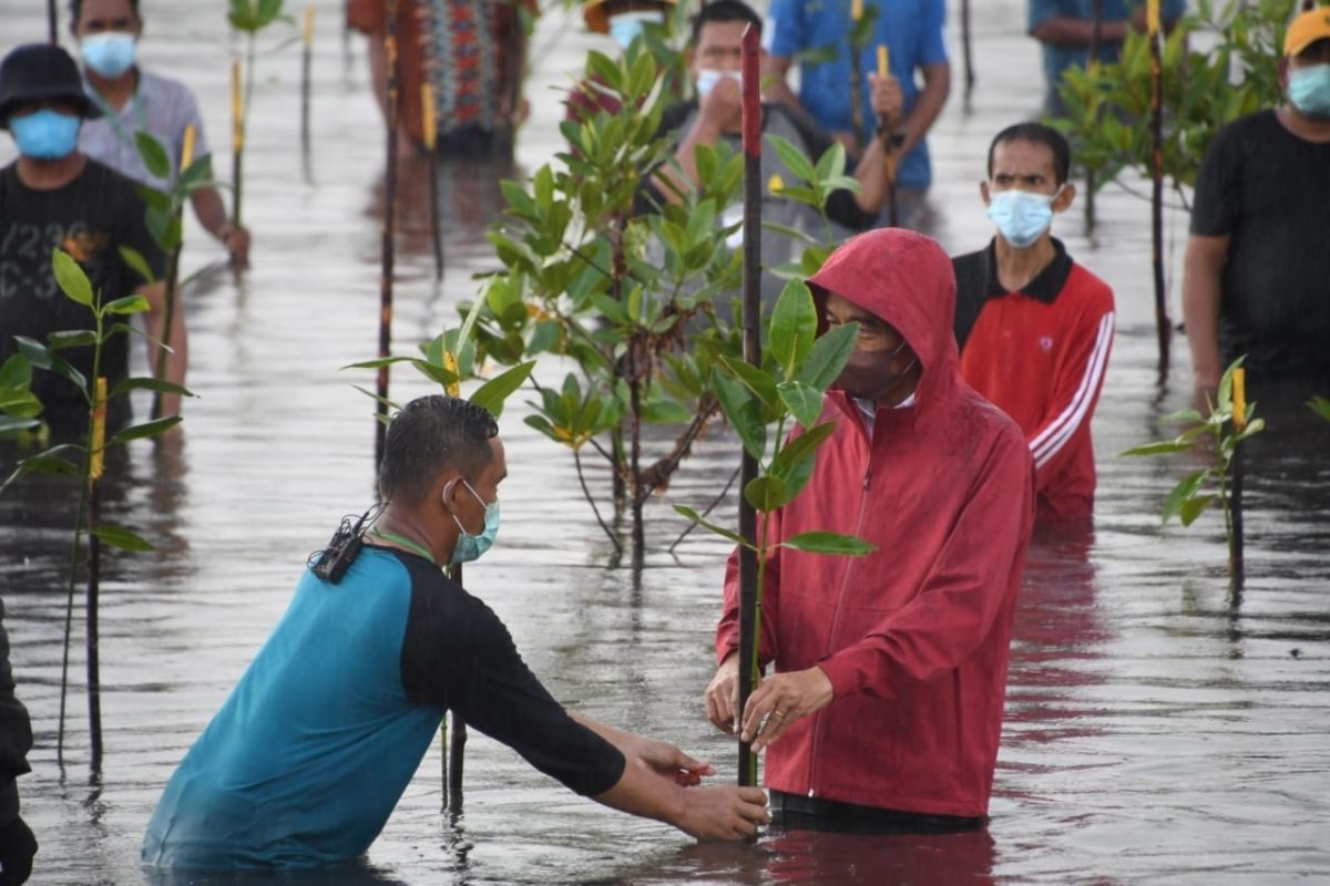 Presiden Jokowi, berjaket merah saat tanam mangrove di Batam. Foto: Yogi Eka Sahputra/ Mongabay Indonesia
